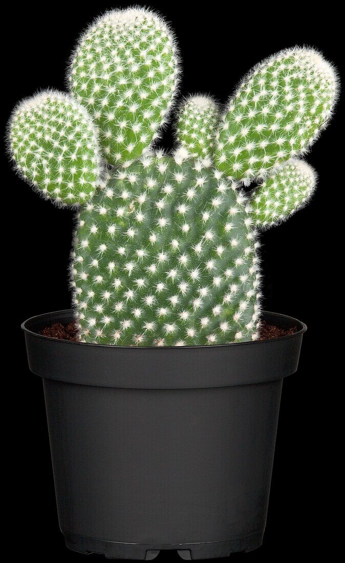 Opuntia