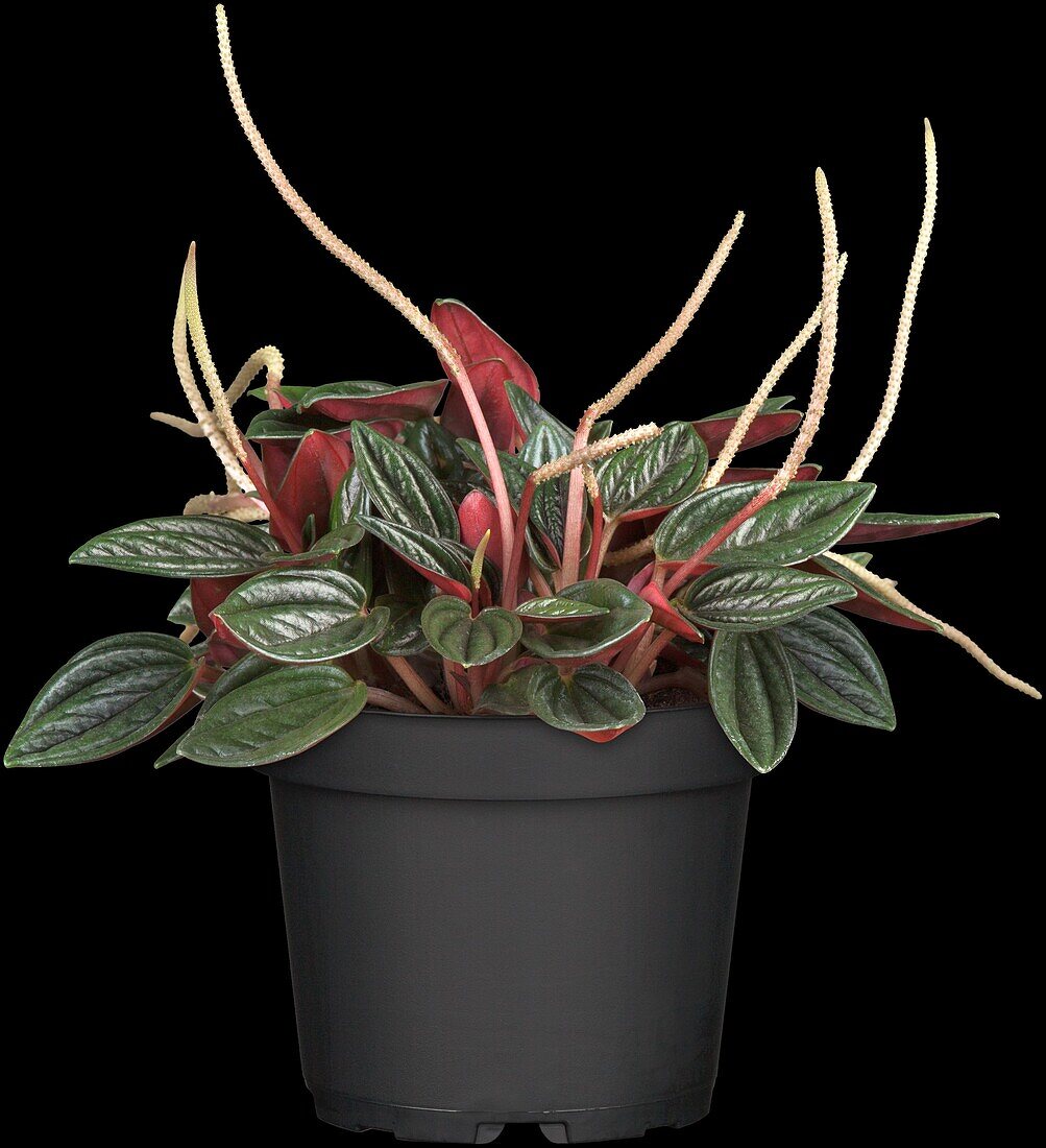 Peperomia caperata 'Rosso'