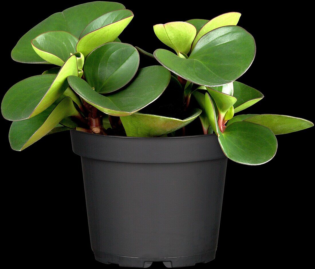 Peperomia fraseri