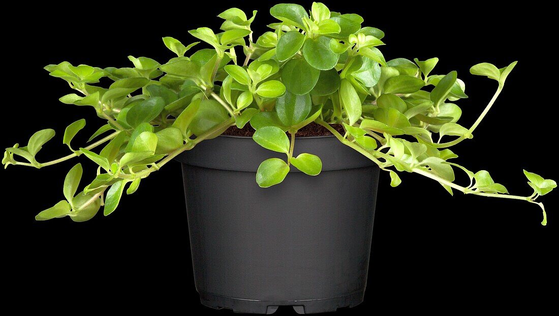 Peperomia rotundifolia 'Rondo Veneziano'