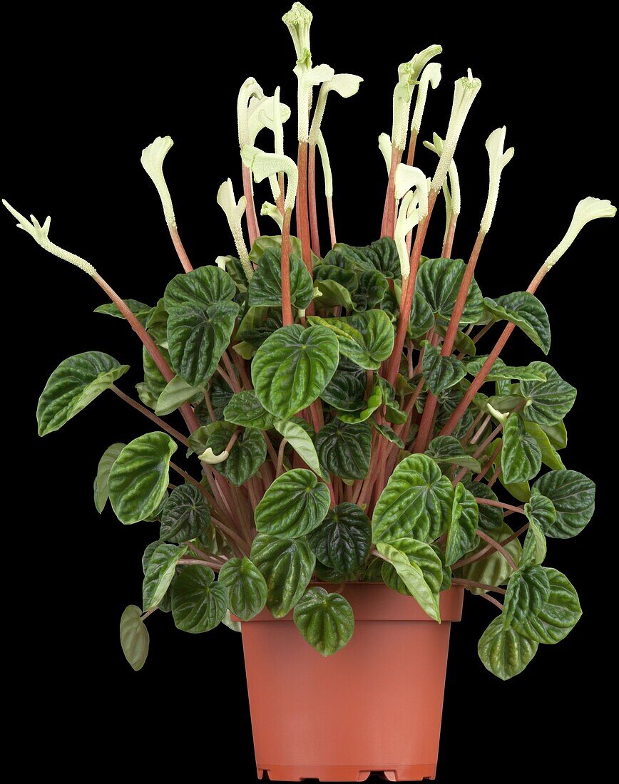 Peperomia caperata 'Lilian'