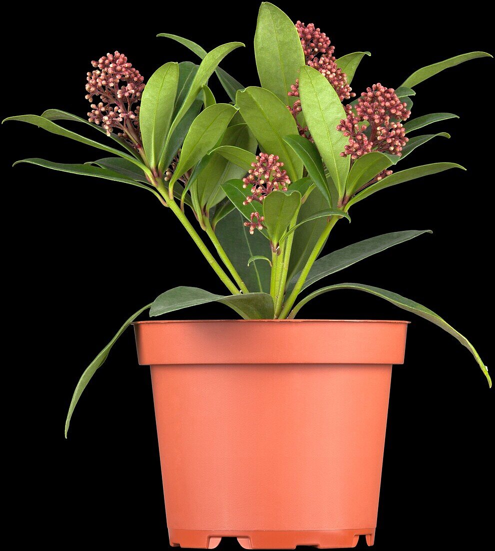 Skimmia japonica Rubella