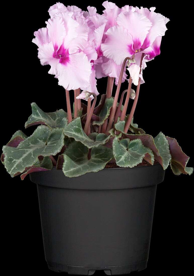 Cyclamen Midi Wella