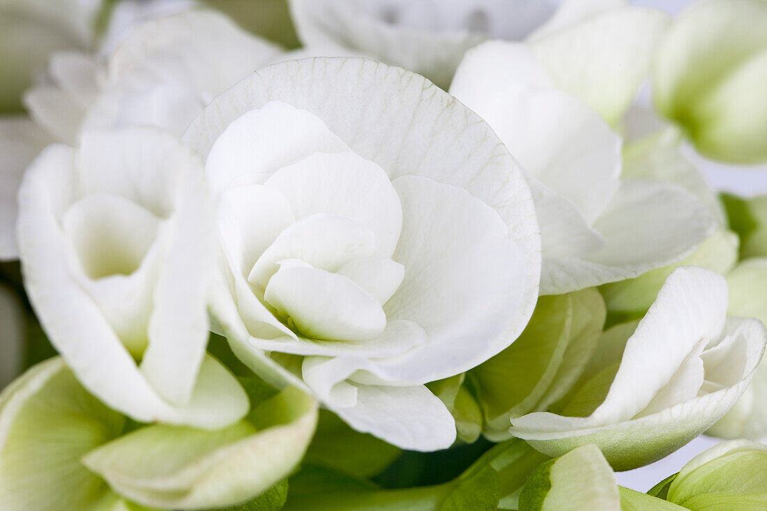 Begonia x tuberhybrida