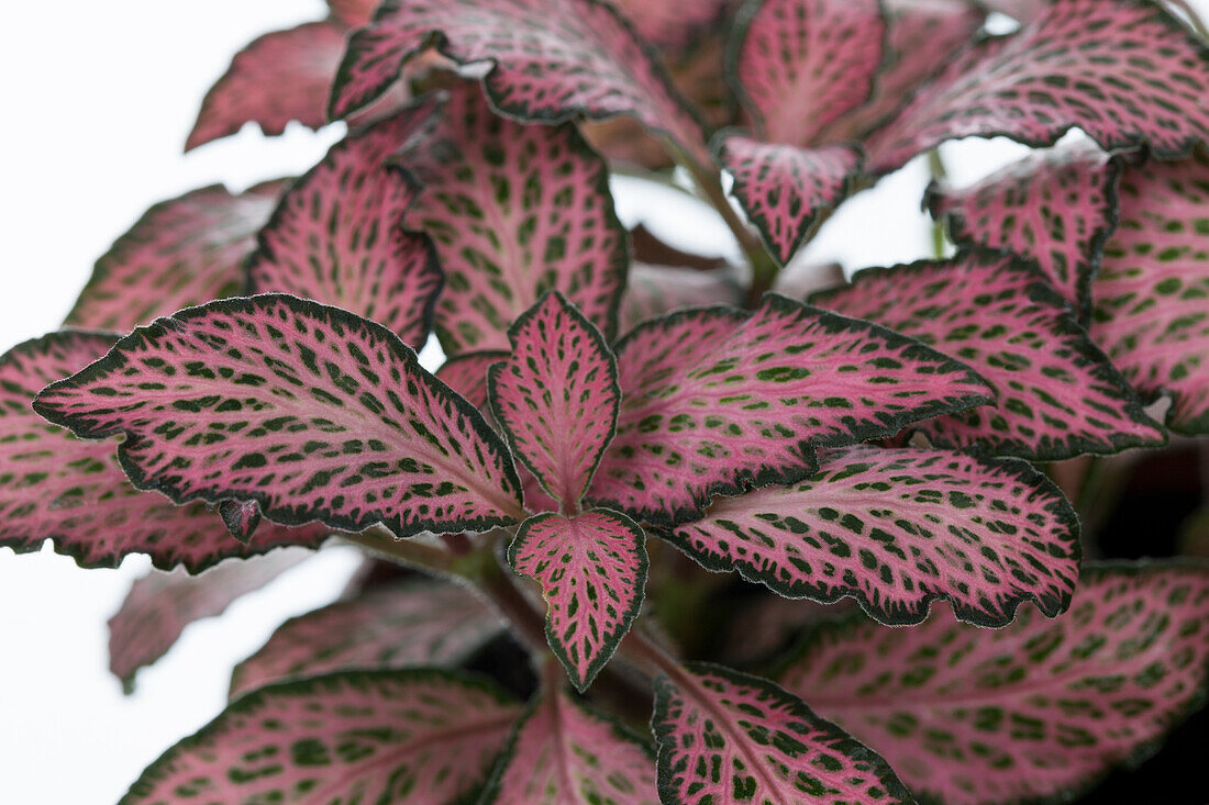 Pilea cadierei