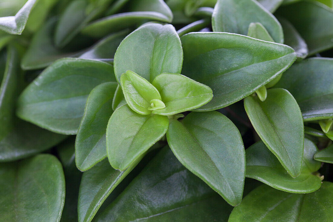 Peperomia rotundifolia