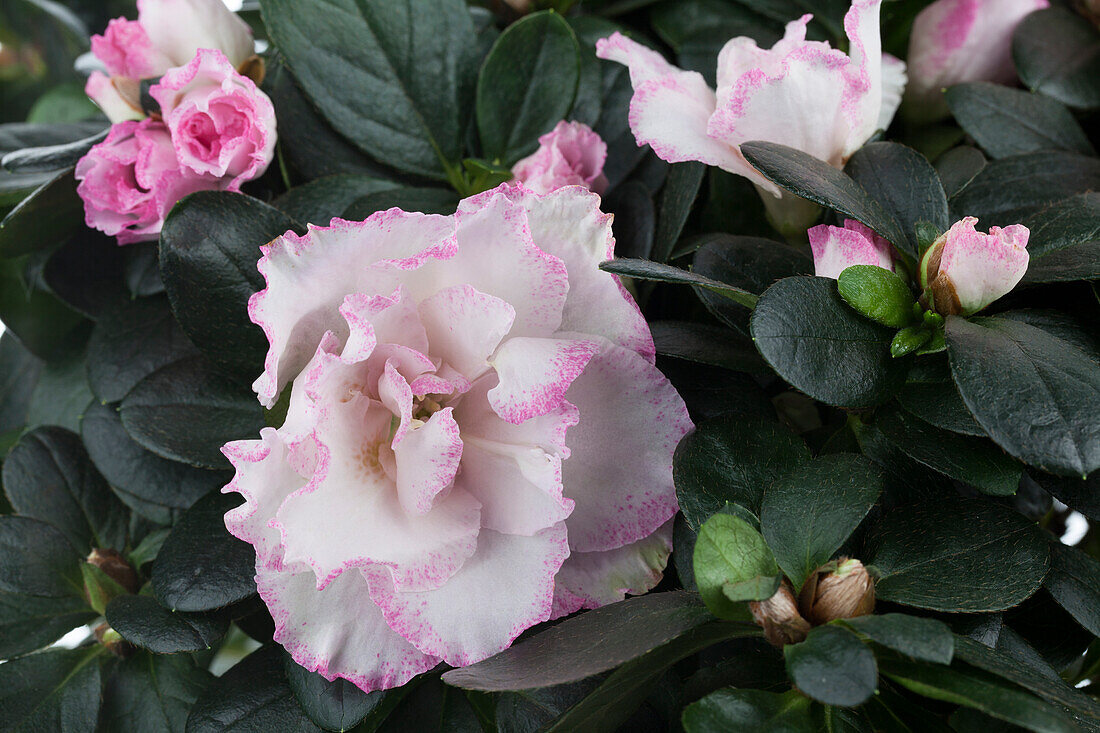 Rhododendron simsii, bicolour