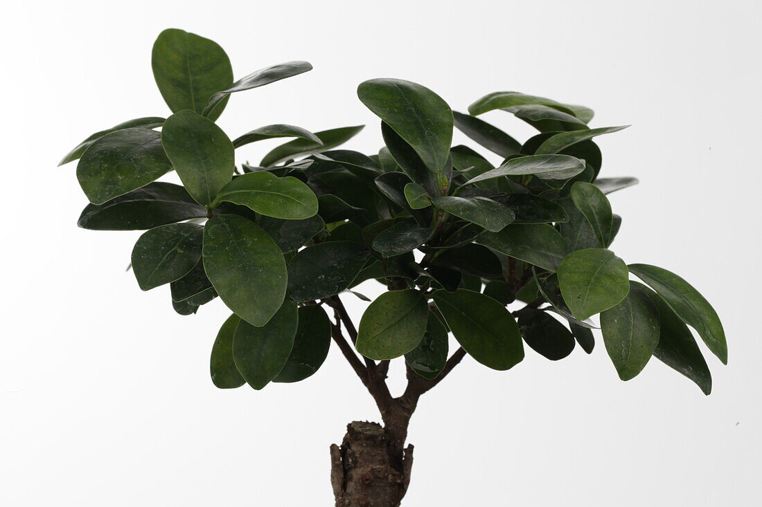 Ficus microcarpa 'Ginseng