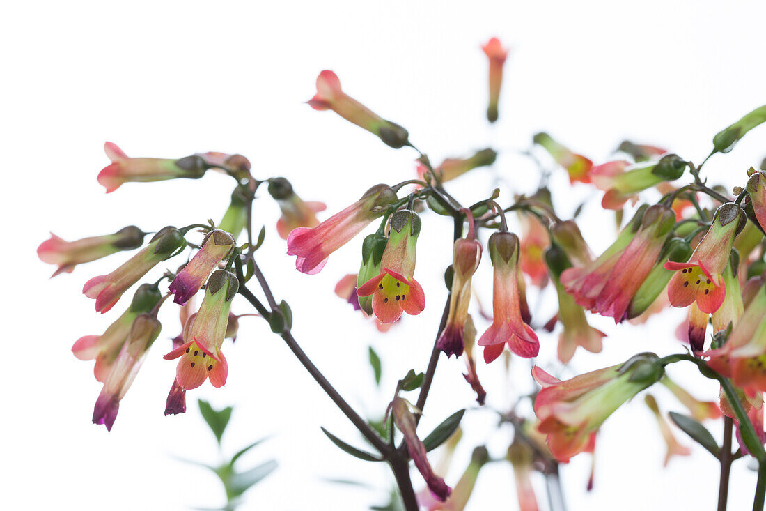 Kalanchoe blossfeldiana 'Magic Bells'