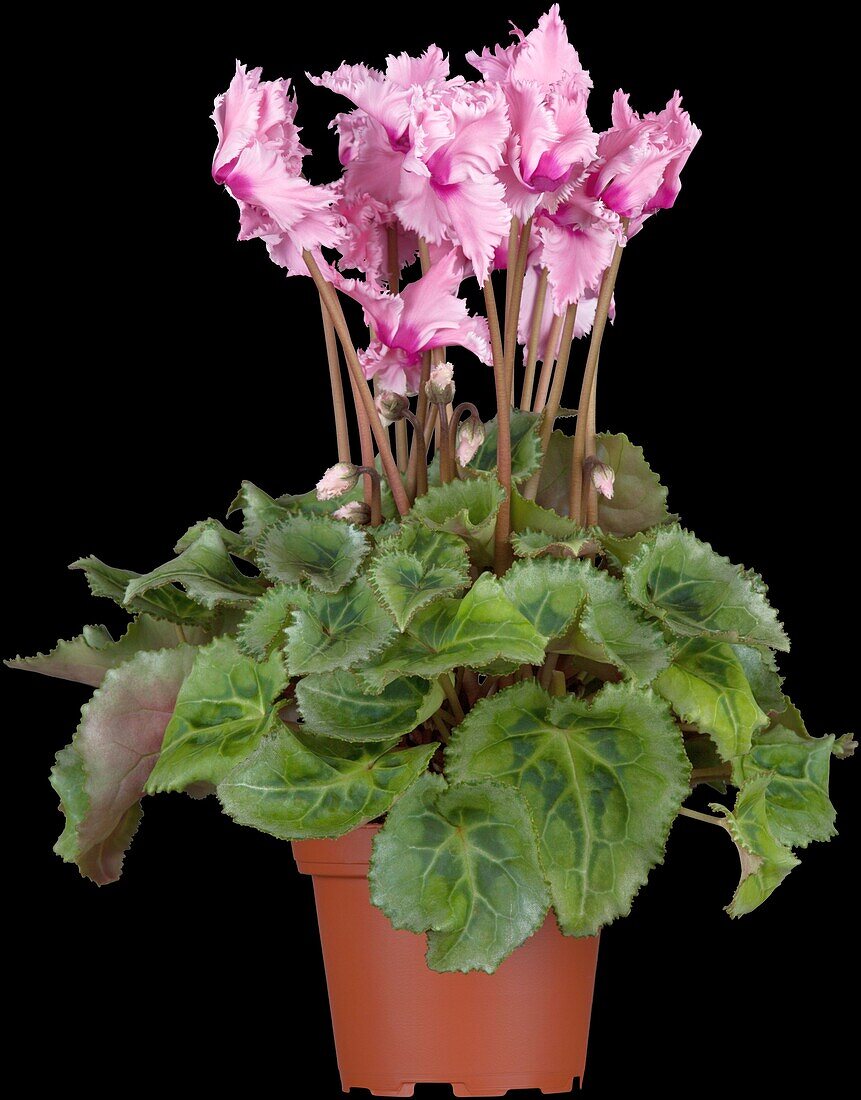 Cyclamen 'Midi Wella'