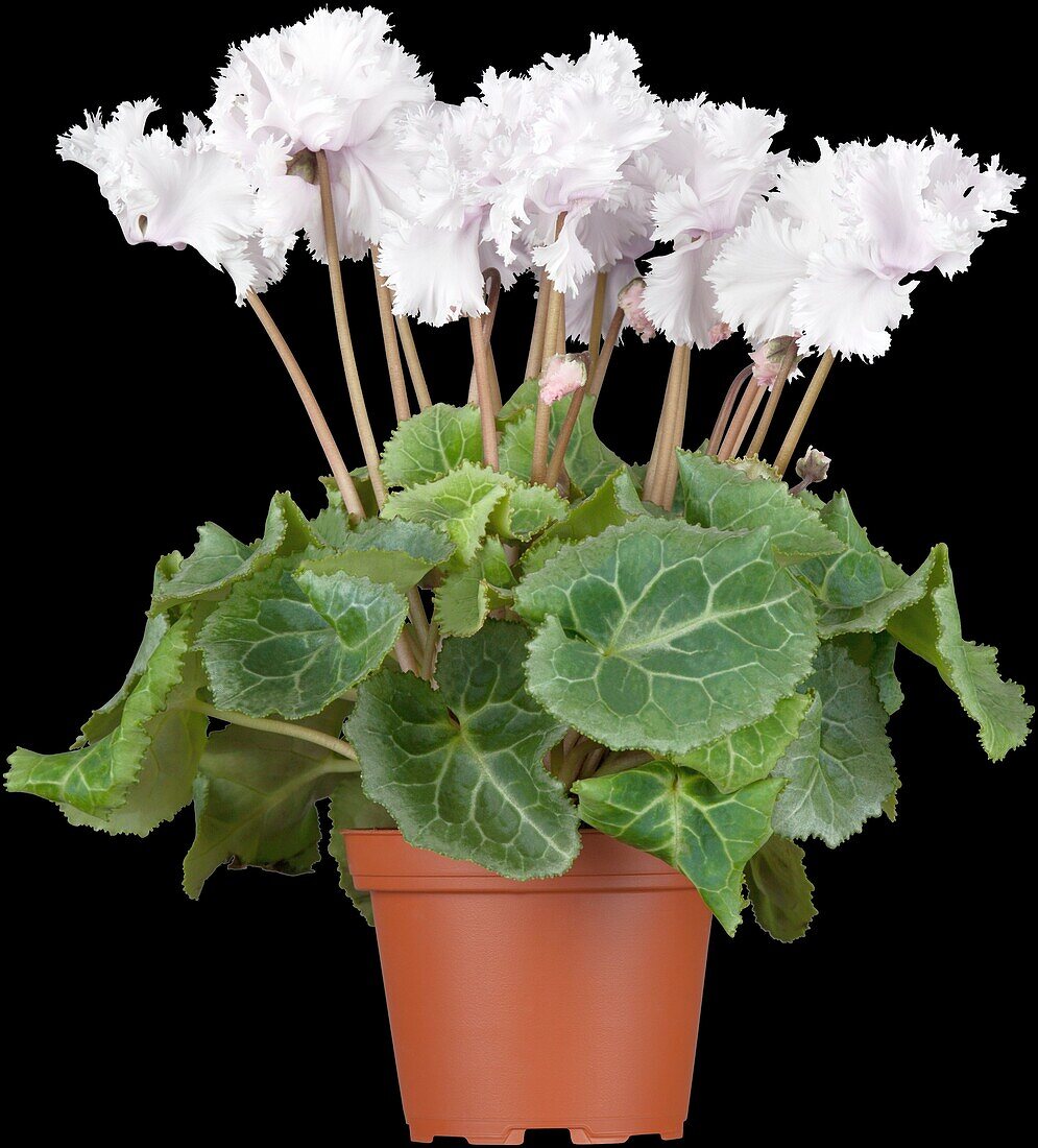 Cyclamen 'Midi Wella'