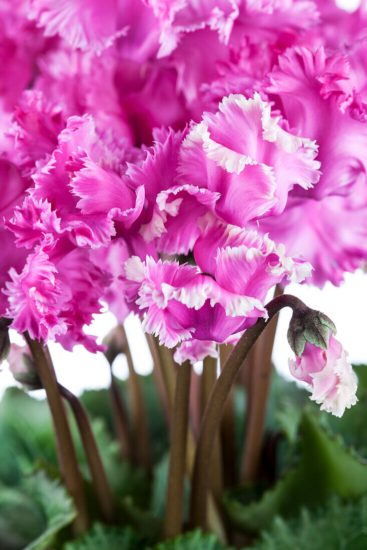 Cyclamen midi