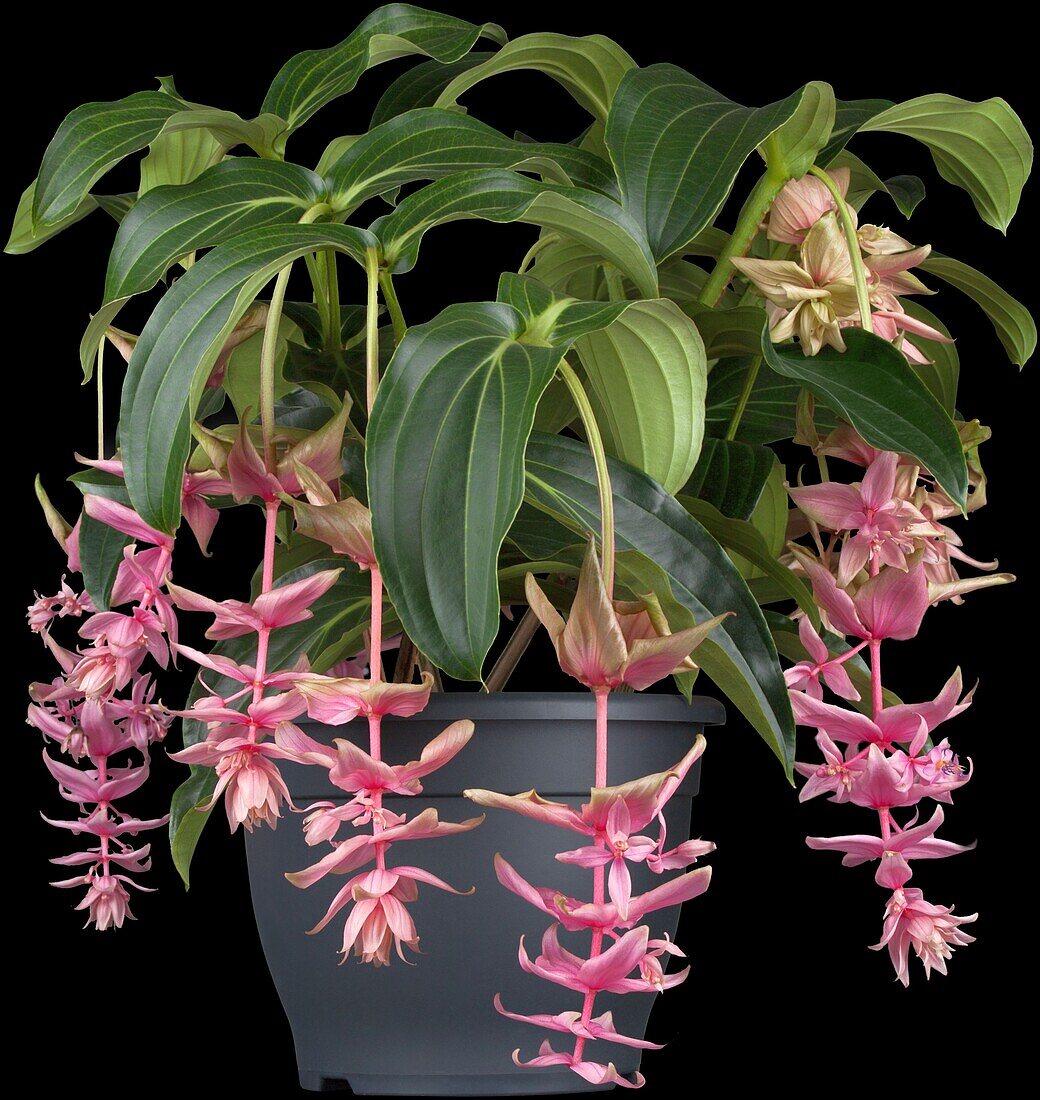 Medinilla magnifica