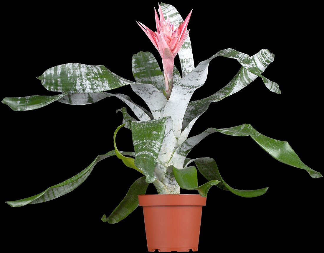 Aechmea (Bromeliad)