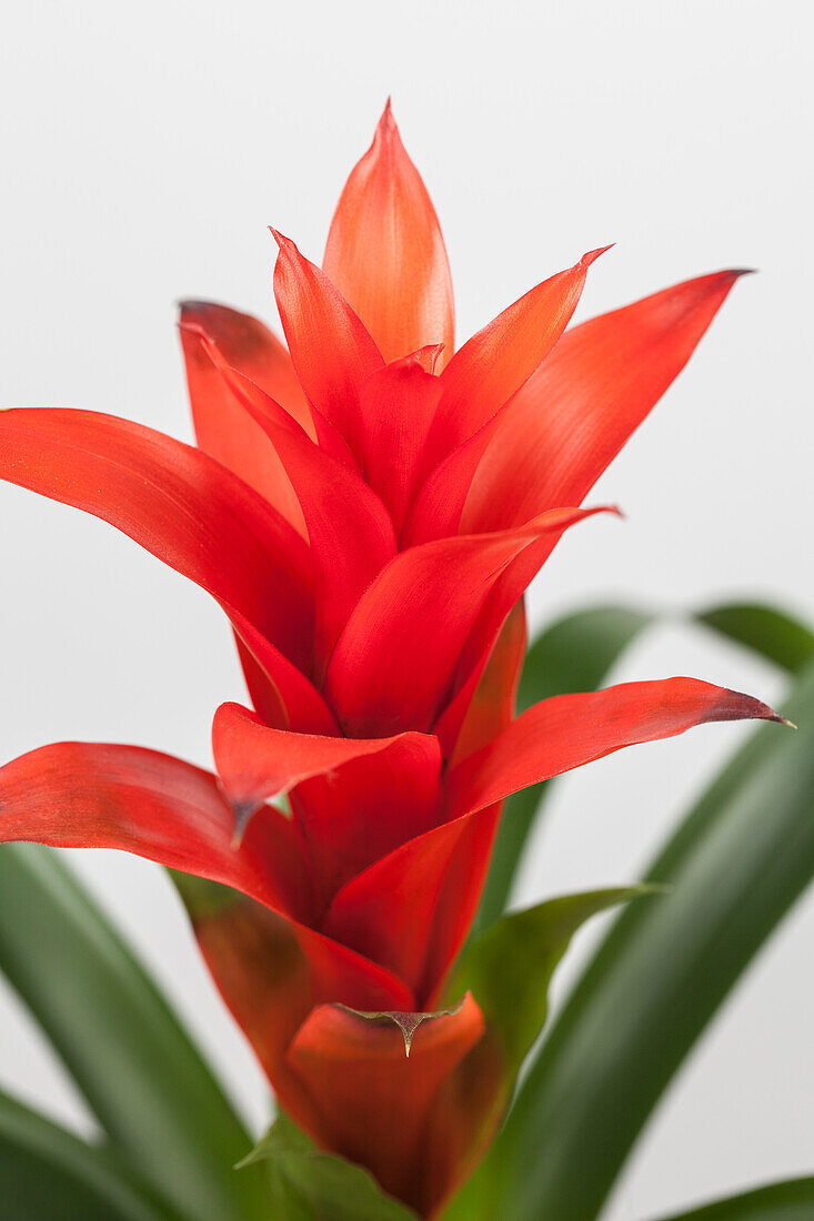 Guzmania