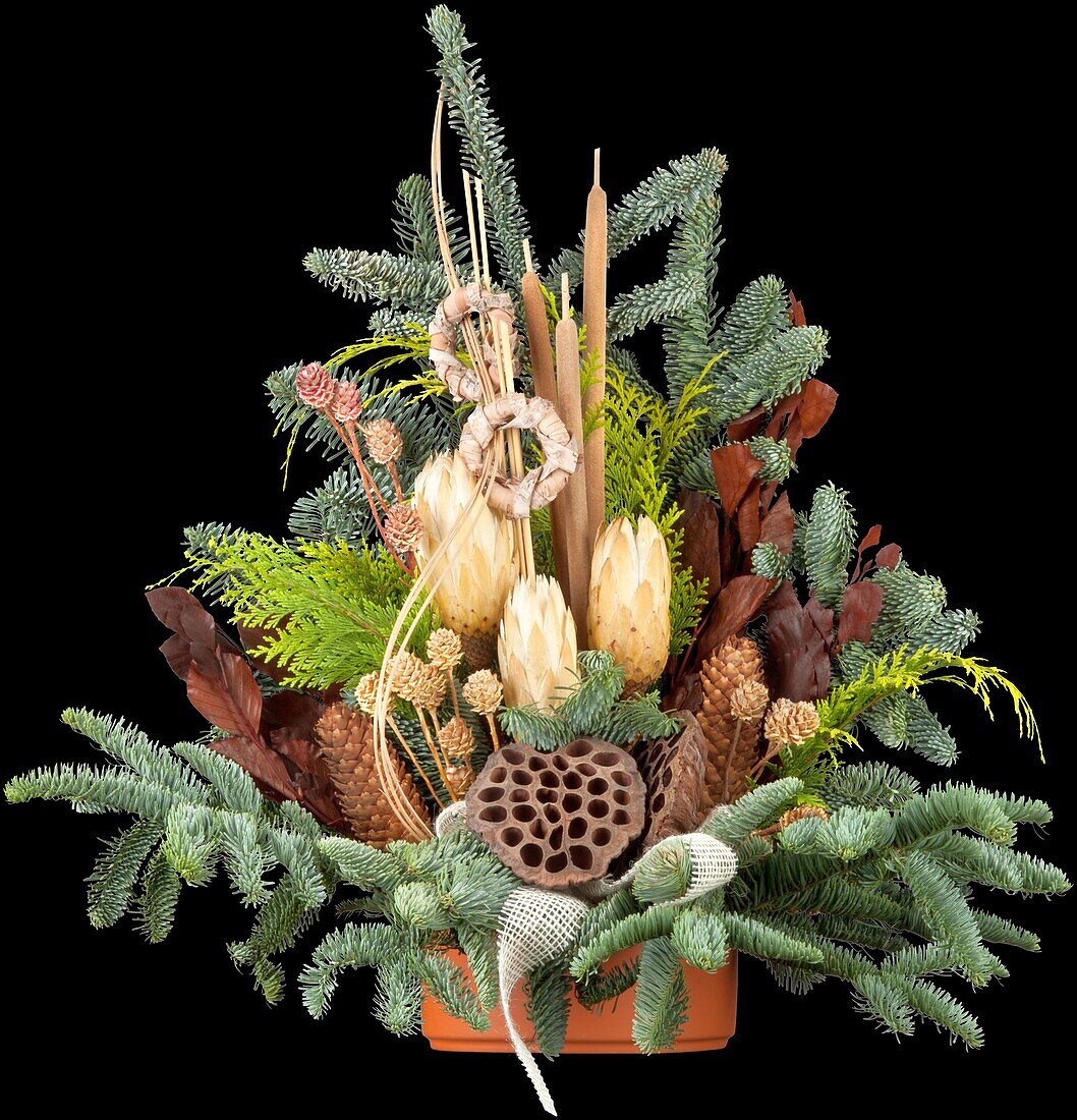 Florist's bowl with Abies nobilis, nature-decorated