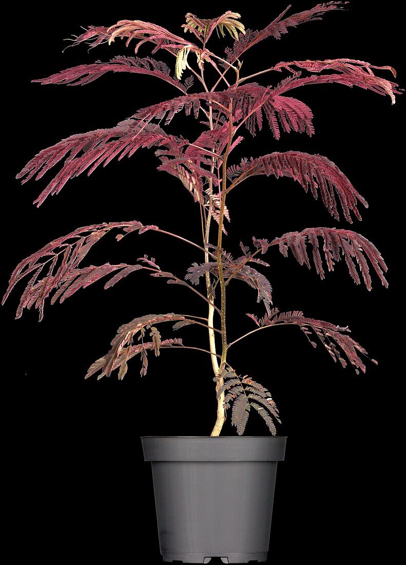 Albizia julibrissin 'Summer Chocolate'(s)