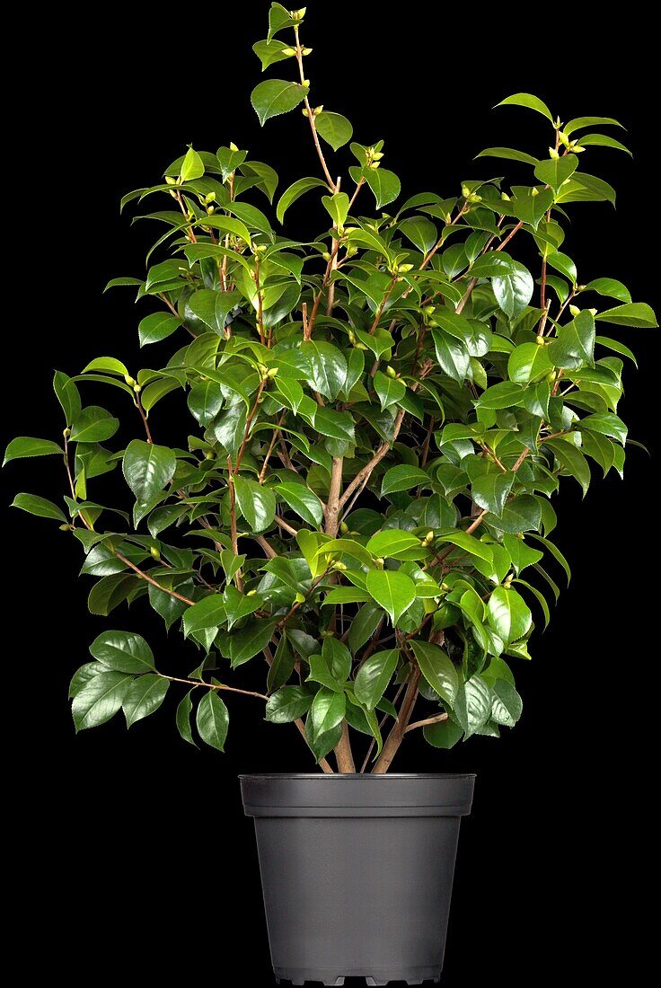 Camellia japonica Fircone