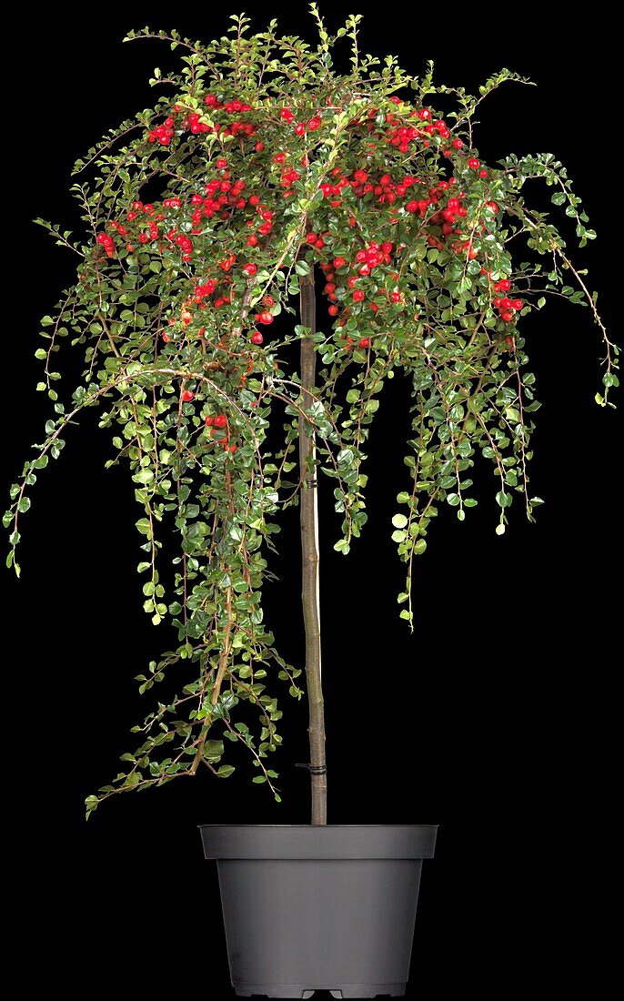 Cotoneaster praecox 'Boer