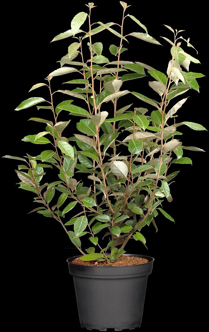 Elaeagnus x ebbingei