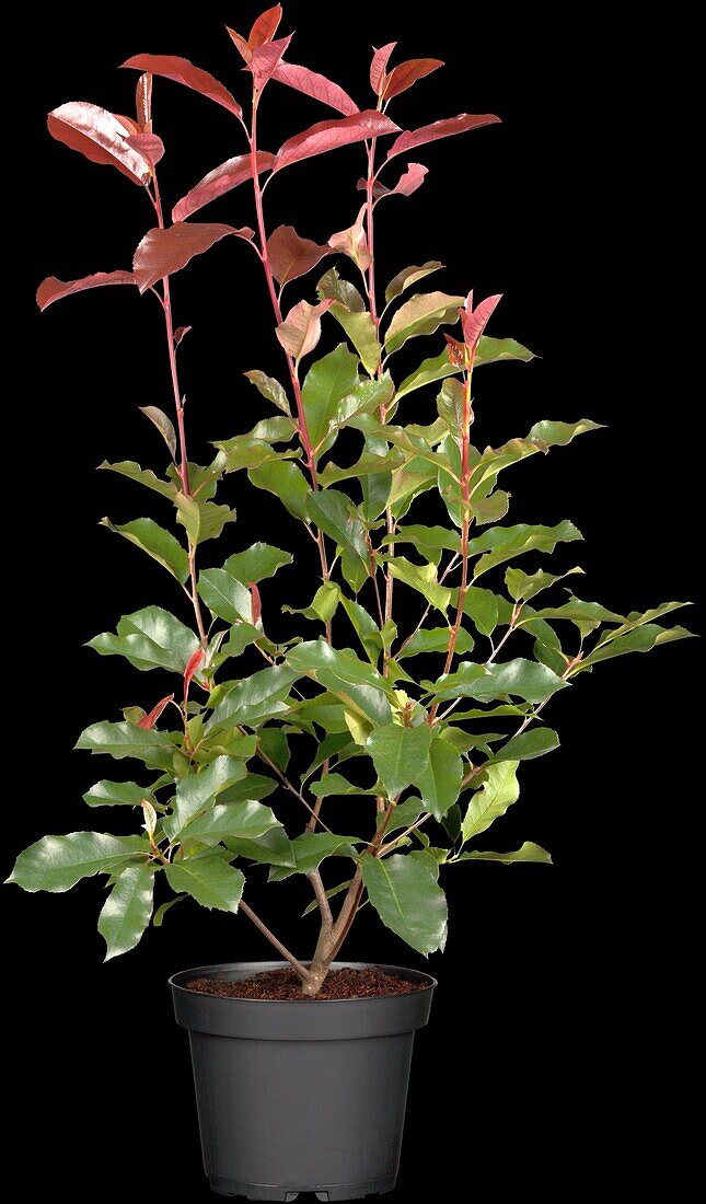 Photinia fraseri 'Camilvy'