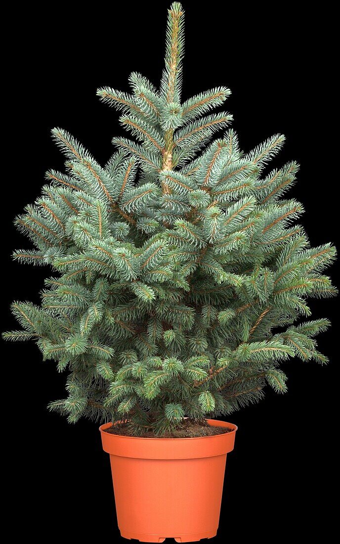 Picea pungens 'Super Blue Seedling'