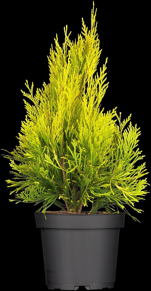 Thuja plicata '4ever' GOLDY®(s)