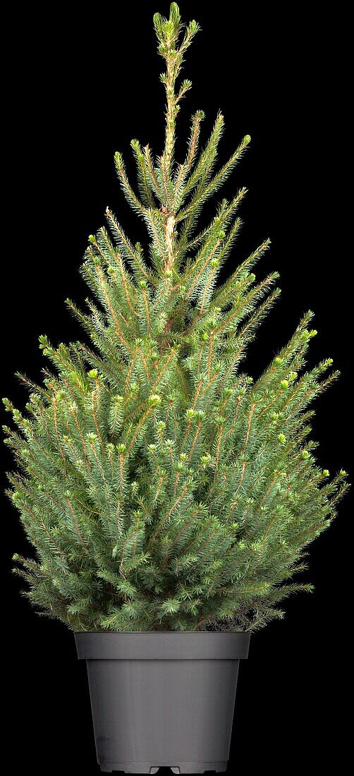 Picea glauca 'Sander´s Blue'