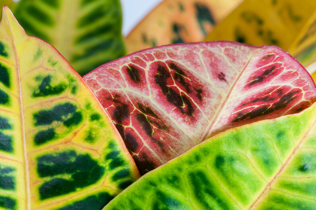 Codiaeum variegatum 'Petra'