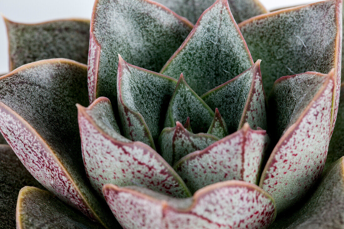 Echeveria