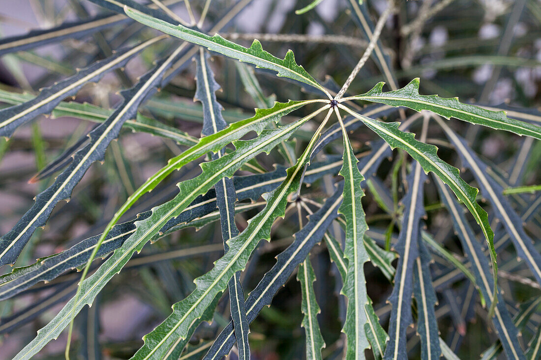 Schefflera elegantissima