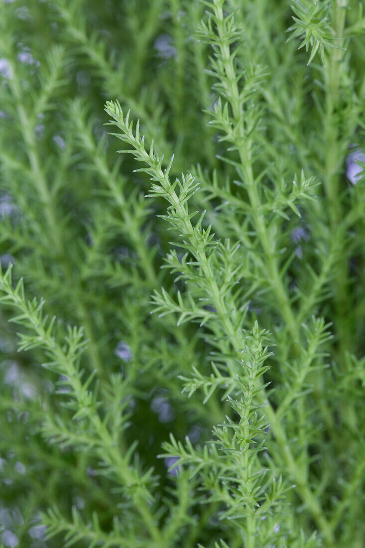 Cupressus macrocarpa 'Wilma'