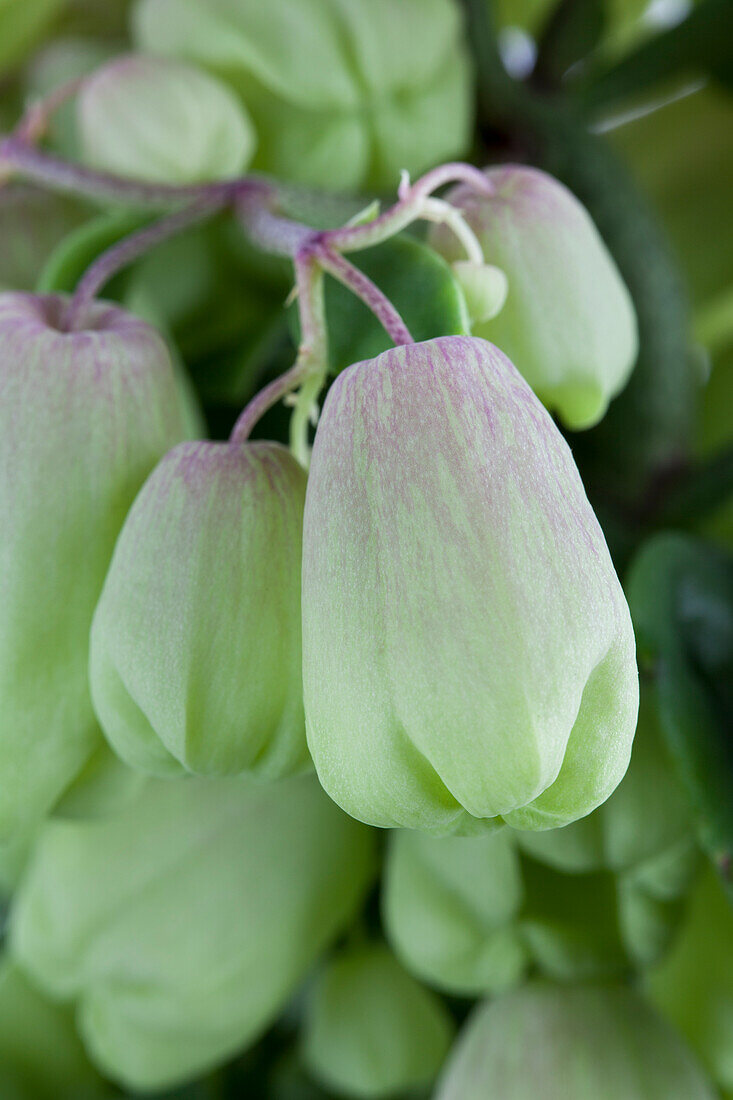 Kalanchoe pinnata 'Zanzibar'