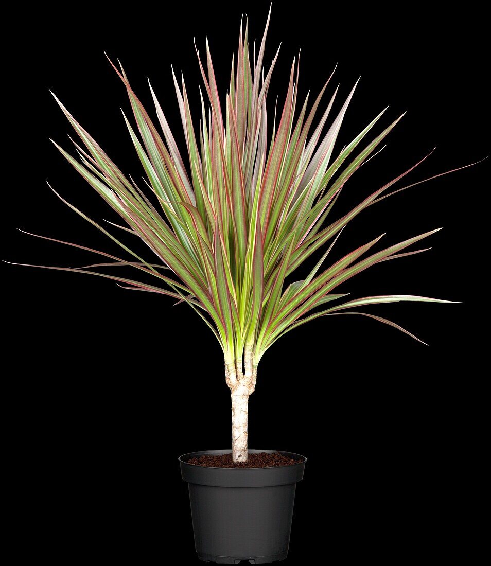 Dracaena marginata 'Bicolor