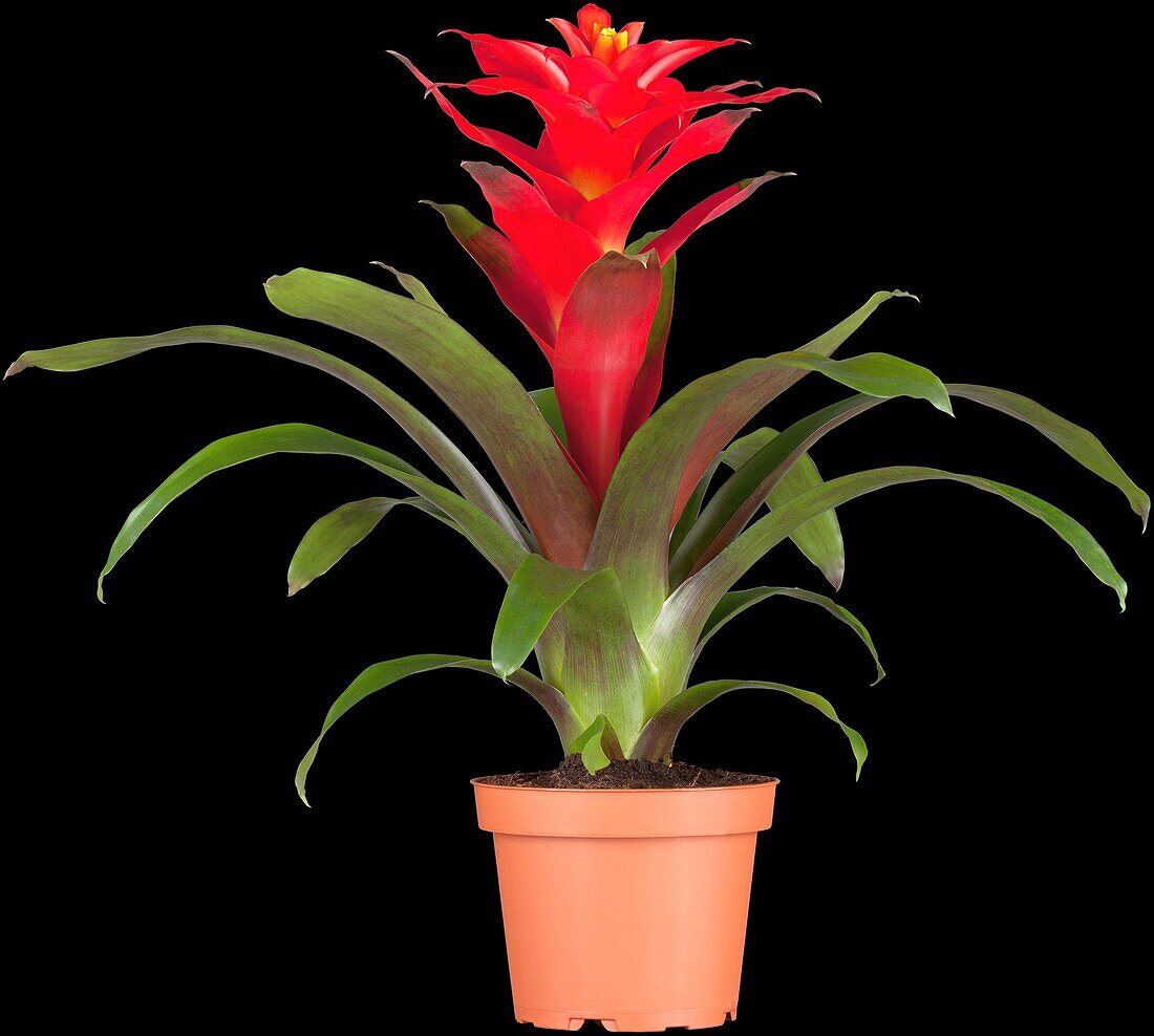 Guzmania 'Optima'