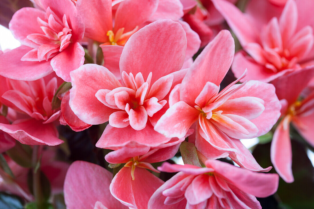 Begonia x tuberhybrida