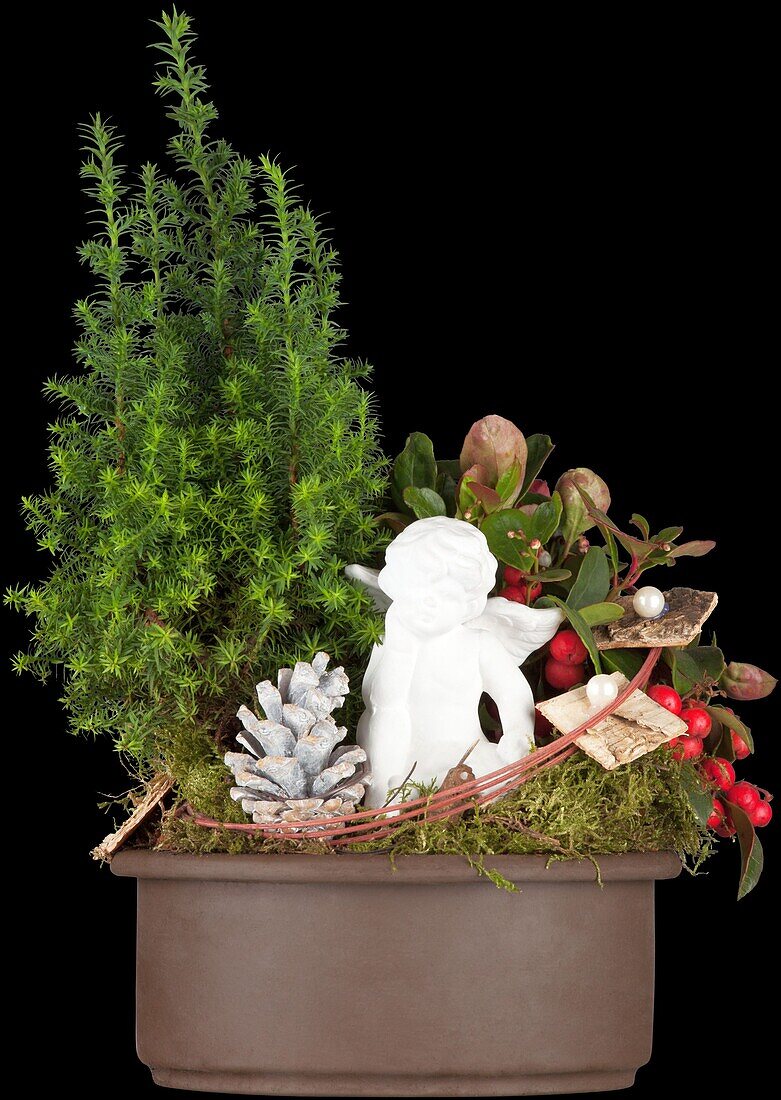 Bowl with mini cypress, Gaultheria, angel