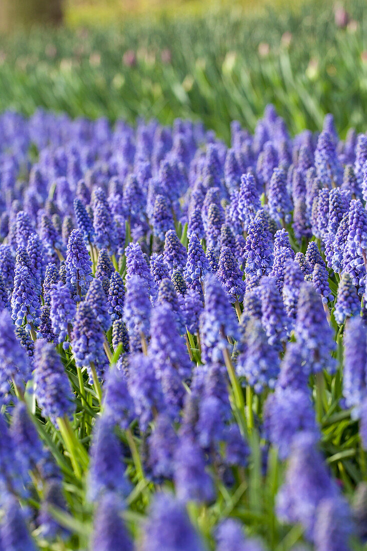 Muscari 'Artist'