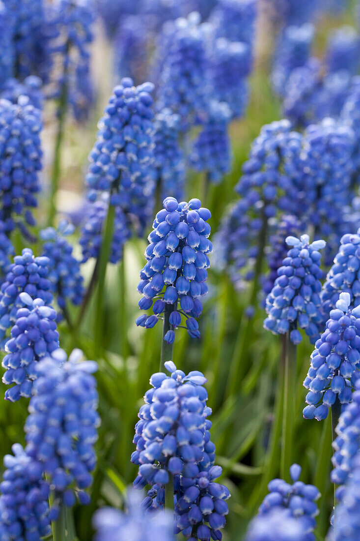 Muscari 'Early Magic