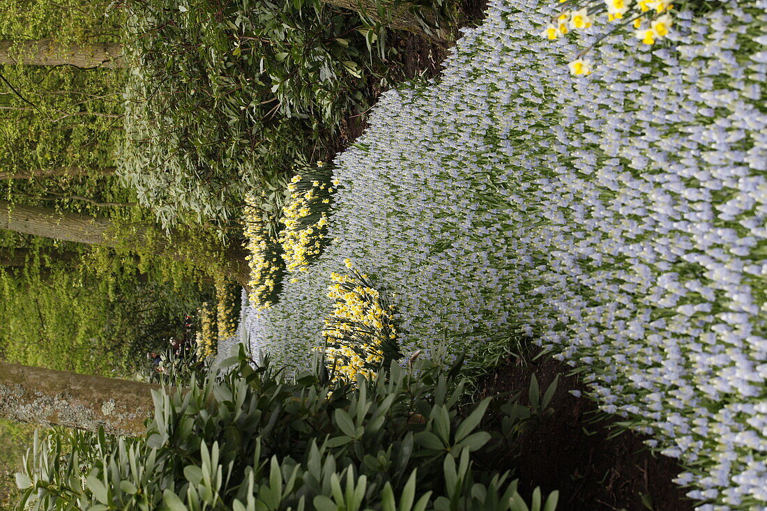 Muscari 'Ocean Magic'