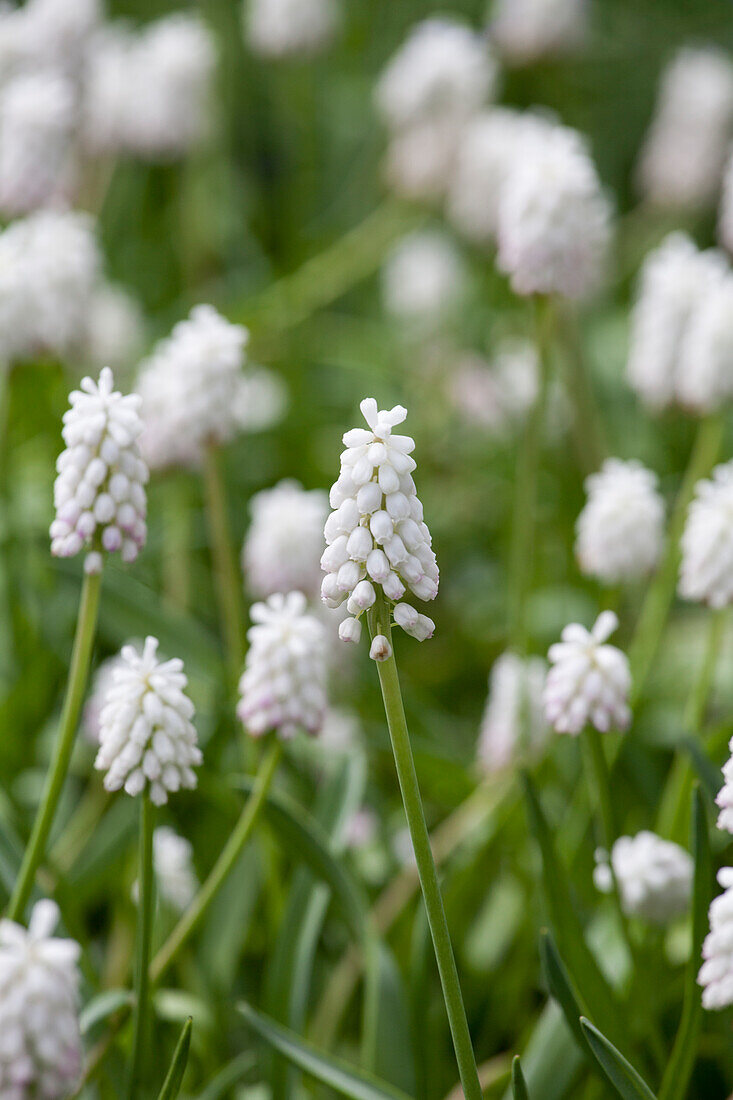 Muscari aucheri 'White Beauty'