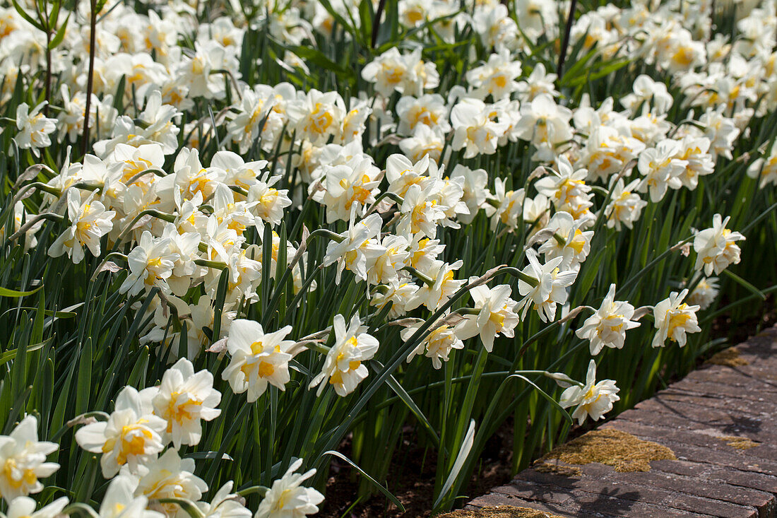 Narcissus Double