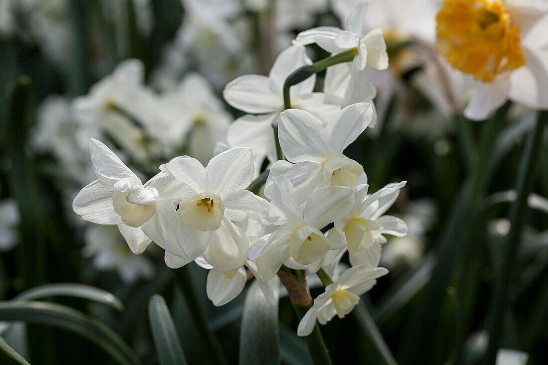 Narcissus tazetta 'Silver Chimes'