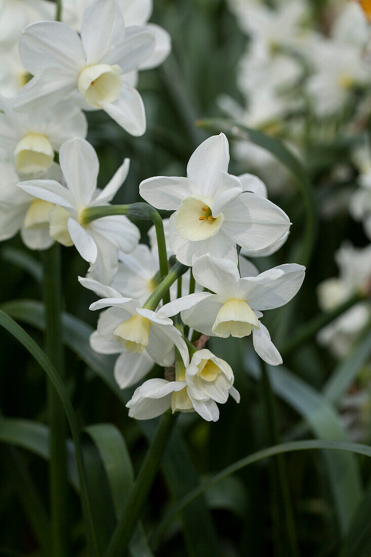 Narcissus tazetta 'Silver Chimes'