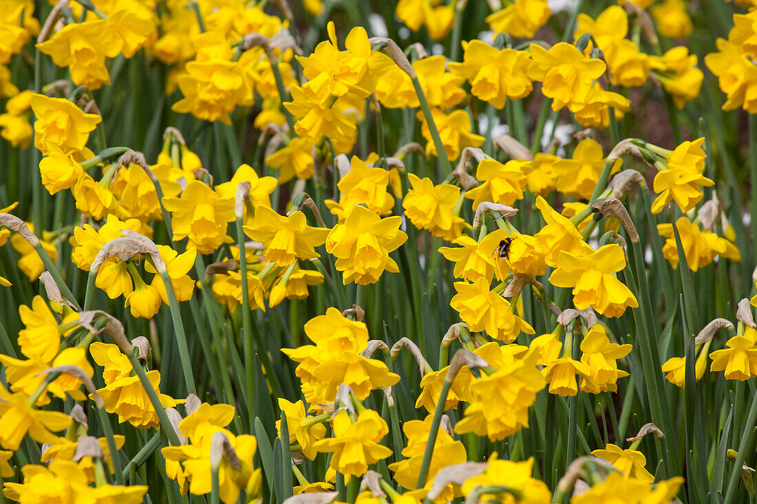 Narcissus jonquilla 'Quail', white