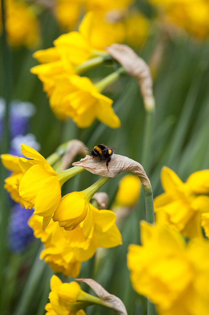 Narcissus jonquilla 'Quail' mit Hummel