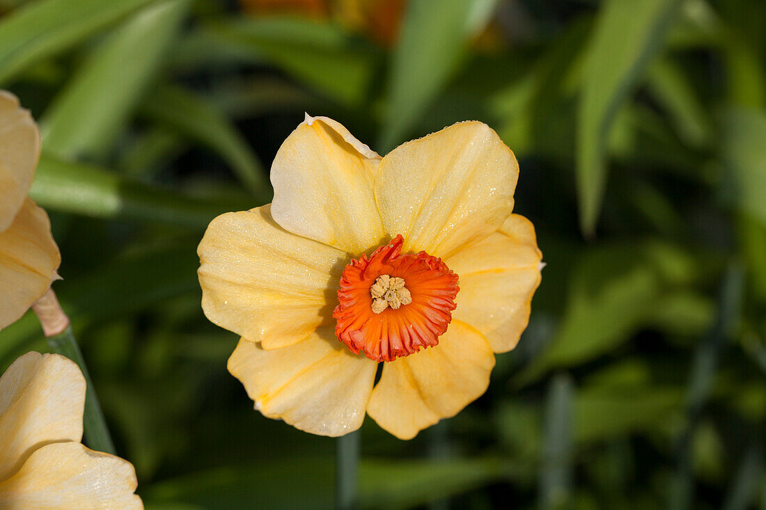 Narcissus 'Sabine Hay'