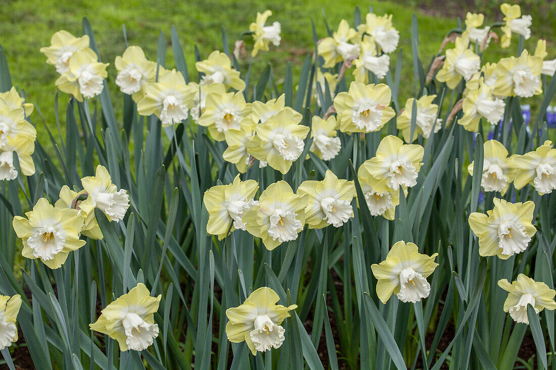 Narcissus Snow Frills