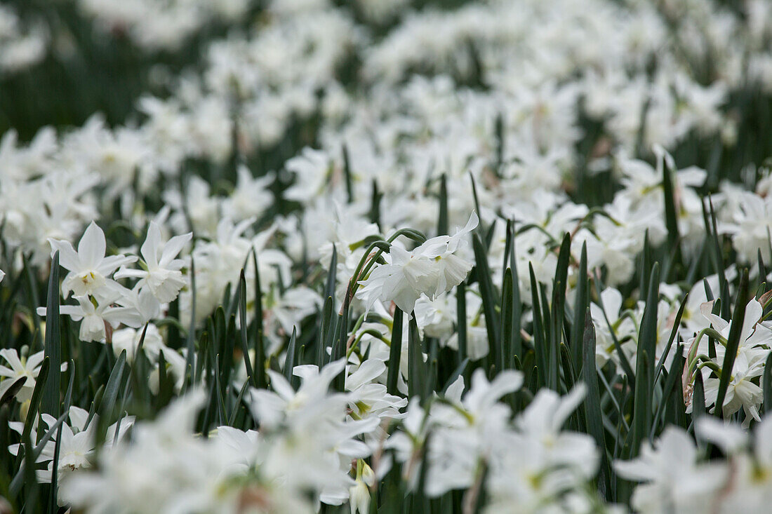 Narcissus 'Thalia'