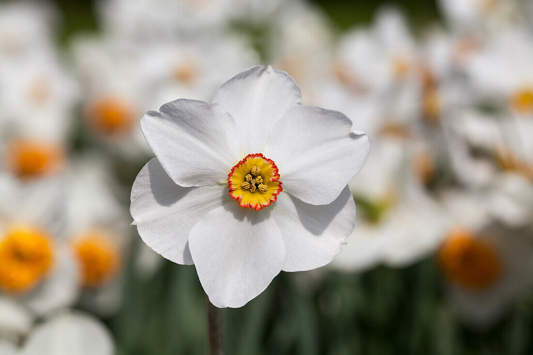 Narcissus poeticus 'Actaea'